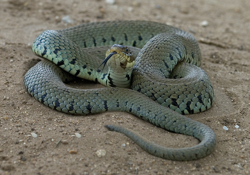 Grass Snake